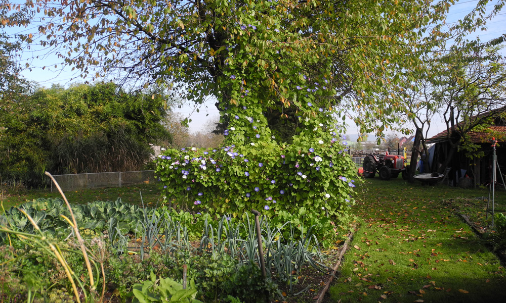 Vue sur jardin